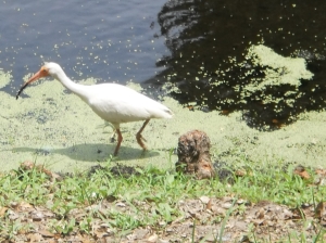 Unlike the other birds, the Ibis was not camera shy